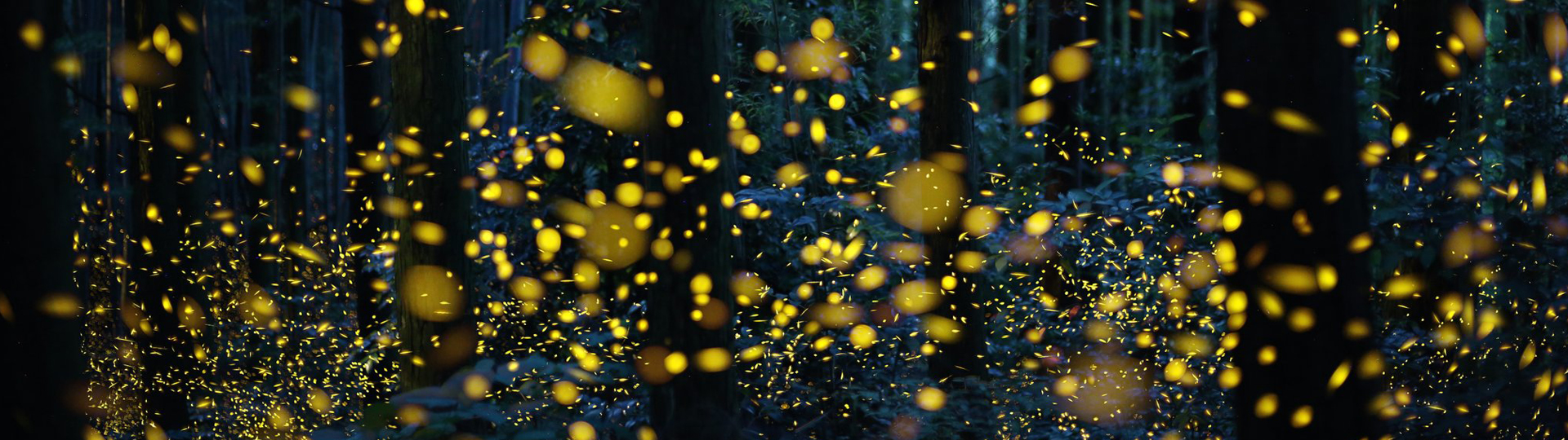 紅樹林夜遊螢火蟲