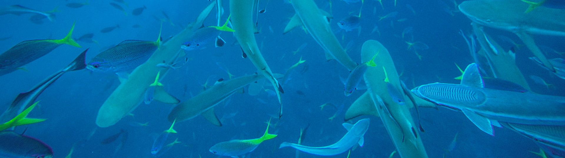 鯊魚城