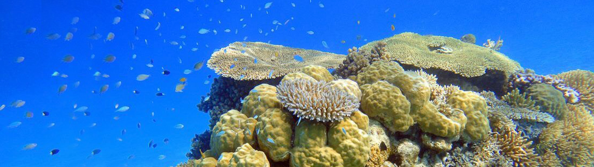 萬象硬珊瑚區 
