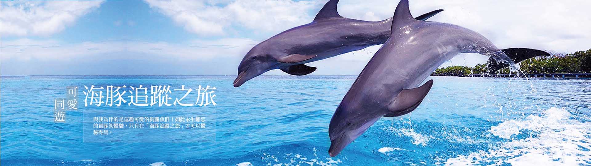 海豚追蹤