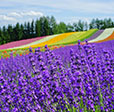 夏季經典北海道5日